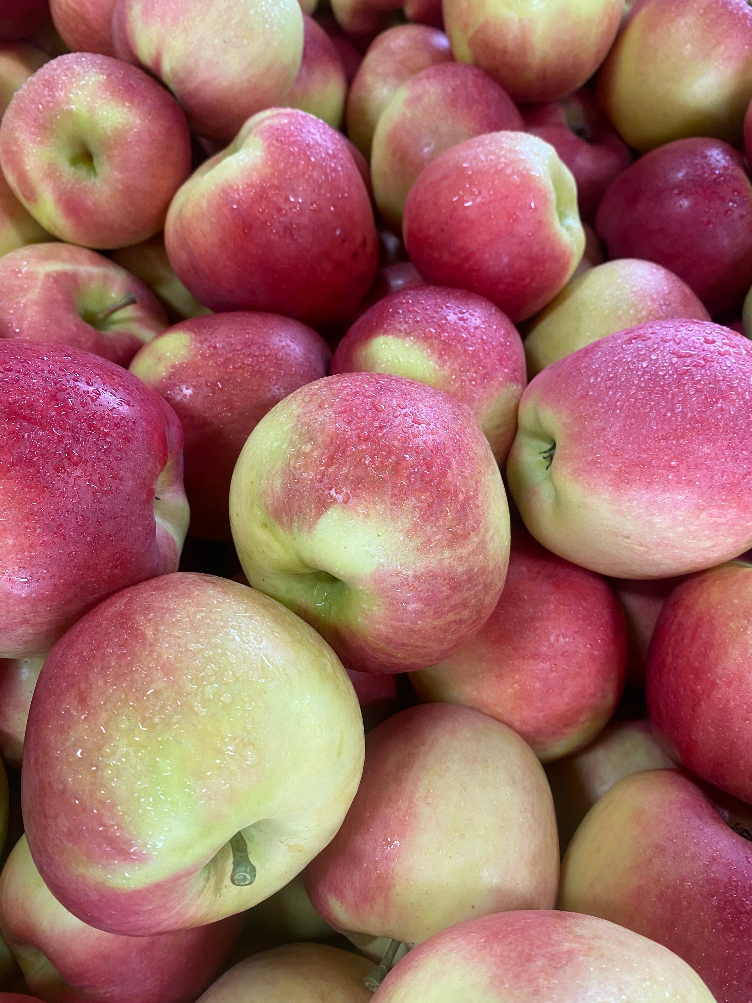New Apple Varieties for 2023 | Schultz Fruitridge Farms